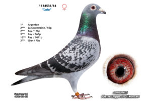 Cyprien Meskens Pigeon