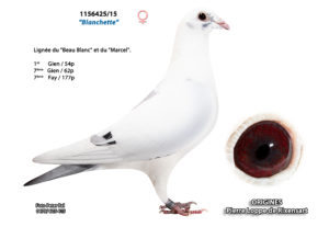 Cyprien Meskens Pigeon