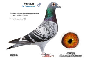 Cyprien Meskens Pigeon