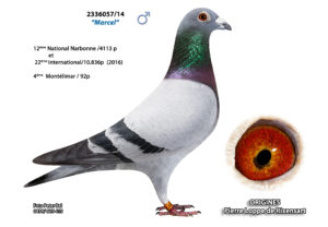 Cyprien Meskens Pigeon