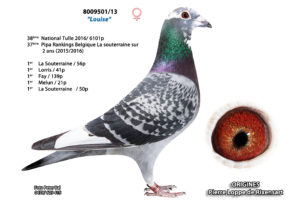 Cyprien Meskens Pigeon