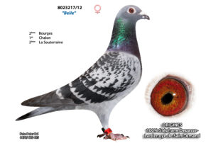 Cyprien Meskens Pigeon