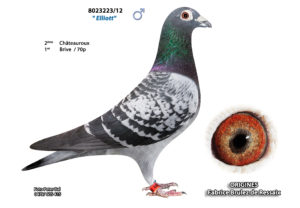 Cyprien Meskens Pigeon