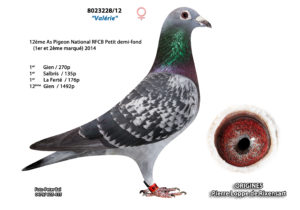 Cyprien Meskens Pigeon