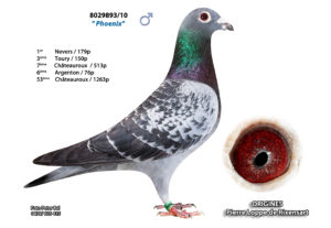 Cyprien Meskens Pigeon