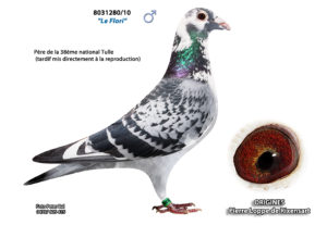 Cyprien Meskens Pigeon