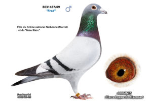 Cyprien Meskens Pigeon